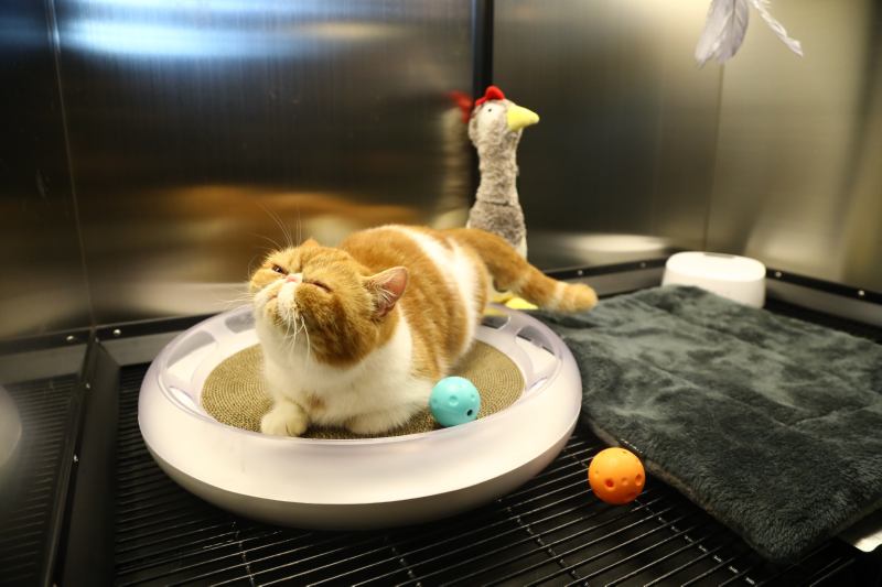 如何判断猫咪是否肥胖以及合理进行减肥