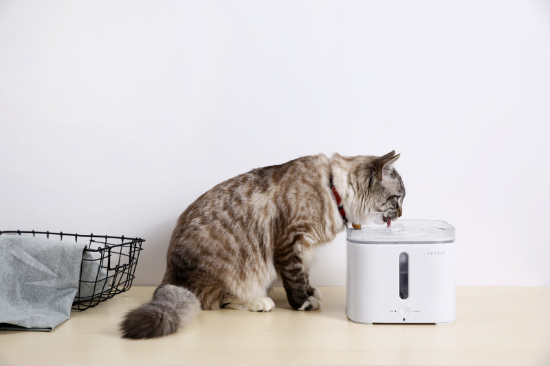 猫咪口渴了，如何判断猫咪需要喝水呢？