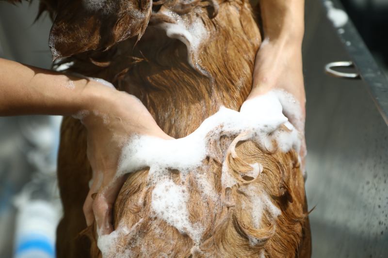 看宠物美容师如何正确给宠物洗澡