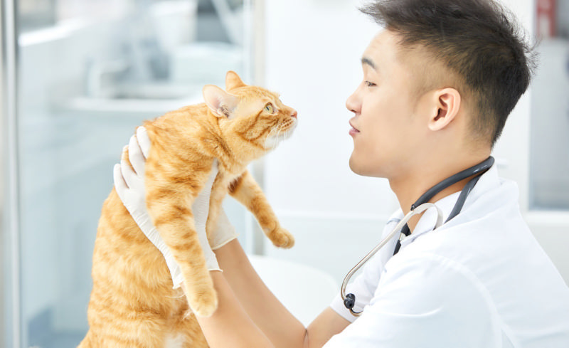 被猫咪咬了怎么办，要不要给猫打狂犬疫苗？