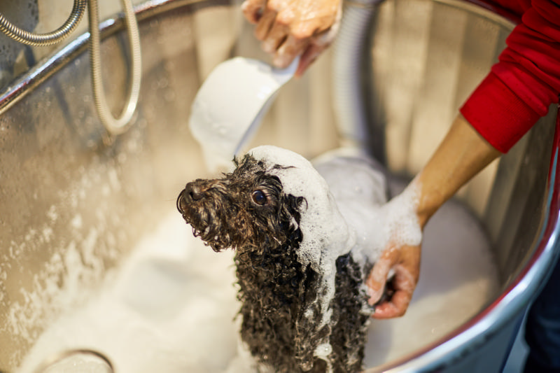 宠物生病不能洗澡，可是太臭了怎么办？