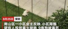 深圳9只宠物狗疑遭人投毒致死，投毒毒死宠物狗之人则