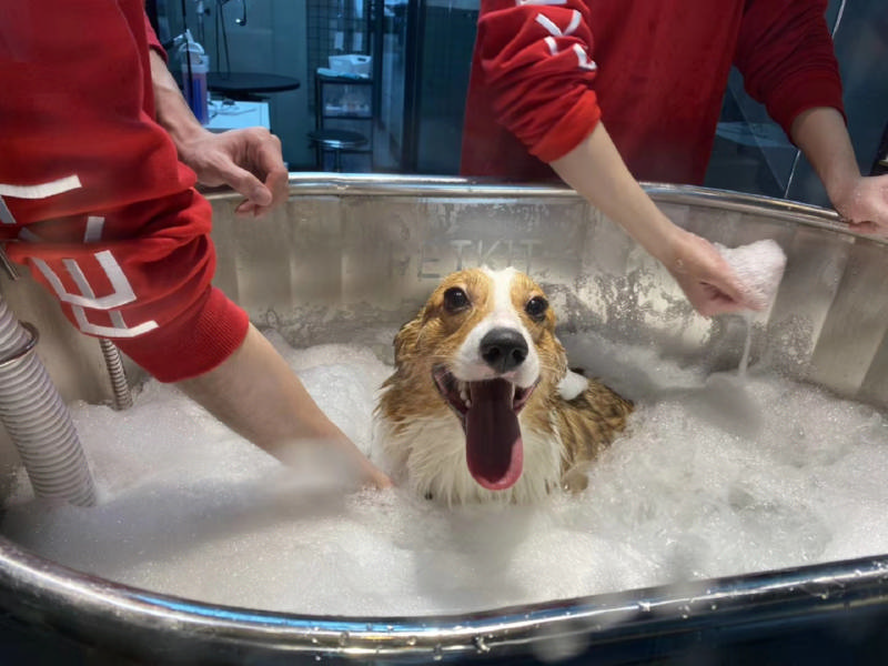 狗狗多久洗一次澡合适？