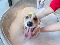 秋冬季，狗狗洗澡频率可以减少吗？