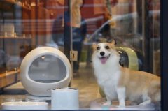 宠物店推出高考生免费撸狗服务 情感经济或将迎来新局