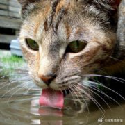 狗喝水和猫咪喝水有什么区别？